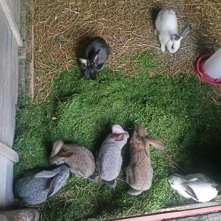 Malinowy Gaj - Agroturystyka Z Alpakami I Innymi Zwierzetami Swietajno  외부 사진