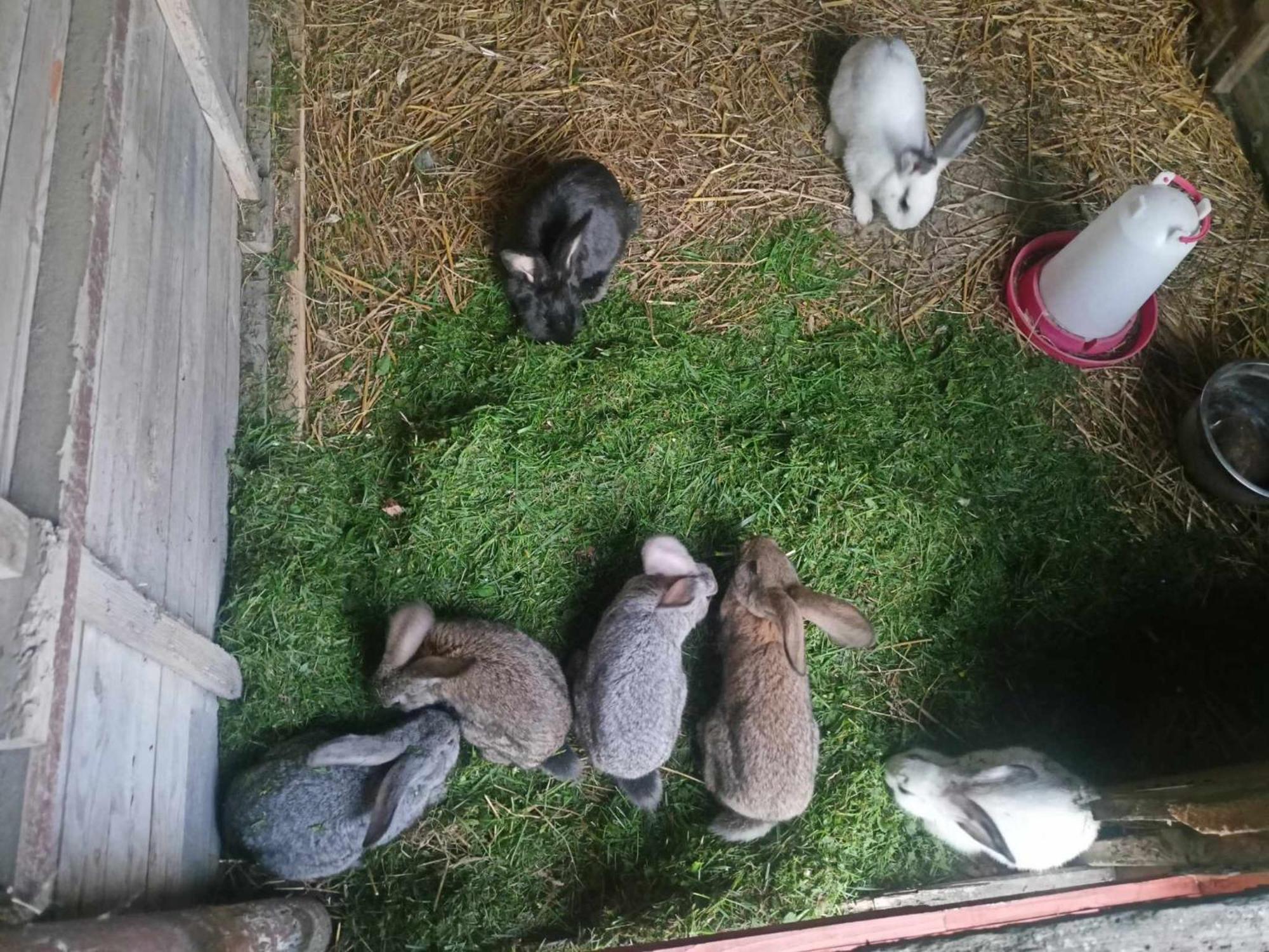 Malinowy Gaj - Agroturystyka Z Alpakami I Innymi Zwierzetami Swietajno  외부 사진